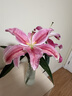 粉色百合9朵（3-4支花苞發(fā)貨） 曬單實(shí)拍圖