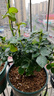 果汁陽(yáng)臺月季花苗四季開(kāi)花卉盆栽綠植物室內花易活玫瑰帶花苞庭院 果汁陽(yáng)臺【大花濃香，月月開(kāi)分枝多】 【帶花苞】【盆口徑15cm】原盆冠25高35 曬單實(shí)拍圖