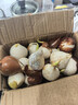 行湘郁金香進(jìn)口大種球花卉 郁金香大球混色10粒 不含盆 源頭直發(fā) 曬單實(shí)拍圖