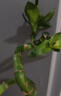 佳賀（JIAHE）富貴竹水培植物鴻運竹客廳招財竹子節節高鮮花綠植盆栽花卉室內花 【新店促銷(xiāo)】富貴竹60-70cm 8支裝 曬單實(shí)拍圖