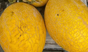 京鮮生 海南哈密瓜 西州蜜/西周蜜 1粒 單果2.5斤起 生鮮水果 曬單實(shí)拍圖