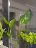種花迷水培天堂鳥(niǎo)盆栽花卉植物室內客廳綠植面鶴望蘭吸甲醛四季好養活 精品水培天堂鳥(niǎo)20-30厘米 2棵【不含瓶】 曬單實(shí)拍圖