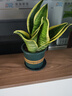 金邊虎皮蘭新房辦公室多肉植物花卉白玉虎皮蘭長(cháng)腳虎皮蘭綠植盆栽 3棵金邊虎皮蘭+1個(gè)加侖盆送底托 曬單實(shí)拍圖