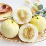 郁金香甜瓜云南正宗香瓜新鮮超甜蜜瓜香瓜甜瓜香瓜冰淇淋甜瓜整箱 帶箱5斤【大果】單果300g 曬單實(shí)拍圖