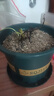 薄荷盆栽好養留蘭香驅蚊植物綠植留蘭香花卉綠植香草植物 薄荷+加侖盆送底托 曬單實(shí)拍圖