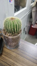 綠蔭巷子仙人掌球多肉植物盆栽室內類(lèi)電腦桌面綠植小盆栽組合好養肉肉盆景 好養推薦【大號金冠】白瓷含托盆 含盆 曬單實(shí)拍圖