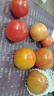云南高山西紅柿水果番茄可生吃新鮮蔬菜生鮮產(chǎn)地直發(fā) 西紅柿帶箱6斤 5.5斤 凈重 曬單實(shí)拍圖