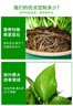 雙盟綠蘿盆栽除甲醛花卉綠植辦公室新房?jì)艋諝?80加侖2盆裝源頭直發(fā) 曬單實(shí)拍圖