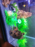 魚(yú)缸水草植物直接入缸假水草仿真高柔軟魚(yú)缸造景擺件整套成品裝飾 仿真塑料水草10款【隨機款式10款】 3-30cm組合景觀(guān) 曬單實(shí)拍圖