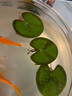 水培一葉蓮浮萍迷你水草凈化水質(zhì)魚(yú)缸造景睡蓮花水生水養花卉植物 一葉蓮 【1片裝】尺寸8-11厘米 曬單實(shí)拍圖