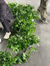仿真綠蘿葉盆栽假花塑料人造綠植室內外落地盆景隔斷花槽裝飾花卉 大盆+3束綠蘿 曬單實(shí)拍圖