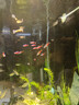 紅綠燈活體熱帶魚(yú)觀(guān)賞魚(yú)小型活體燈科魚(yú)群游金魚(yú)苗寵物淡水魚(yú) 特惠1.8cm紅綠燈 8條送2條備損 曬單實(shí)拍圖