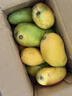 京喜加海南鮮芒果小臺水果芒果新鮮上市 帶箱2斤【單果70g+】 曬單實(shí)拍圖