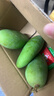 酸嘢青芒象牙芒生吃四季芒2026新鮮采摘酸脆生芒果孕婦開(kāi)胃果 象牙芒1斤（約2-5個(gè)） 曬單實(shí)拍圖