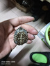 斑點(diǎn)龜苗斑點(diǎn)苗滿(mǎn)天星深水龜黃頭側頸水龜觀(guān)賞龜四大名龜大魚(yú)缸龜 3.5-4CM斑點(diǎn)大苗 全品帶證 曬單實(shí)拍圖