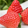 【產(chǎn)地直采】丹東紅顏草莓大果500g 單果18g+ 曬單實(shí)拍圖