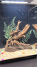 畫(huà)法幾何魚(yú)缸造景 小型魚(yú)缸米家智能魚(yú)缸專(zhuān)用蕨類(lèi)沉木造景套餐 曬單實(shí)拍圖