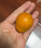 京鮮生  廣西第三代脆蜜金柑凈重4斤裝（每斤20-27粒）源頭直發(fā)包郵 曬單實(shí)拍圖
