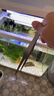 燕之雁 不銹鋼水草鑷 魚(yú)缸造景水草夾 水草清潔種植工具 彎鑷38cm 曬單實(shí)拍圖