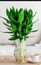花翁水培綠植物招財轉運室內水養花卉盆栽文昌竹4支(50-60cm)源頭直發(fā) 曬單實(shí)拍圖