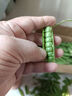 新鮮豌豆四川帶殼青豆角水果甜豆莢農家蔬菜 四川新鮮青豌豆莢凈重5斤 曬單實(shí)拍圖