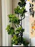 植男植女鴨腳木綠植客廳大型盆栽落地室內高級感真好養發(fā)財造型掌源頭直發(fā) 曬單實(shí)拍圖