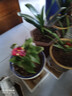 嘆為觀(guān)止君子蘭盆栽四季老苗花卉植物室內庭院水培綠植好養圓頭和尚大小苗 芙蓉君子蘭10-12片原盆原土+送 含盆 曬單實(shí)拍圖