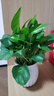 【綠蘿盆栽】吸甲醛凈化空氣水培綠植物懶人花卉好養搬家禮物全 【熱銷(xiāo)5盆】綠蘿+白色南瓜盆自吸水 整體含盆高度20-25cm 曬單實(shí)拍圖