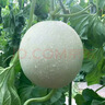 京鮮生海南頭茬玉菇甜瓜 凈重4.5斤+2粒裝 水果源頭直發(fā)包郵 曬單實(shí)拍圖
