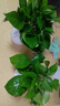 特價(jià)綠蘿盆栽室內客廳辦公室吸甲醛凈化空氣水培植物綠植花卉好養 【1盆】綠蘿+白色南瓜盆自吸水 整體含盆高度20-25cm 曬單實(shí)拍圖