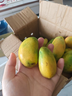 京喜加海南臺芒新鮮芒果生鮮水果時(shí)令鮮果 凈重5斤60+ 曬單實(shí)拍圖