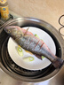 鮮活沖浪河鱸魚(yú)400-500g/條 曬單實(shí)拍圖