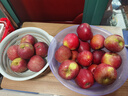 2025正宗云南昭通冰糖心丑蘋(píng)果新鮮水果蘋(píng)果當季脆甜水果產(chǎn)地直發(fā) 9斤凈重8斤裝大果（80-90mm） 曬單實(shí)拍圖