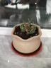 史丹利多肉土專(zhuān)用營(yíng)養土顆粒土養多肉的種植土花土植物泥炭土壤5斤 曬單實(shí)拍圖