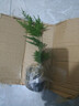 文竹盆栽綠植花卉盆景植物室內客廳水培文松云竹文竹大苗四季常青 文竹【1顆】原盆原土球發(fā)貨 高度15-25cm 曬單實(shí)拍圖