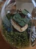 IXJSN苔蘚微景觀(guān)盆栽生態(tài)瓶奇趣創(chuàng  )意種好植物小盆景辦公室桌面好養綠植 蛋殼系列C款+小梅（成品發(fā)貨） 9.5X11 曬單實(shí)拍圖