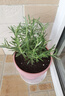 迷迭香苗盆栽可食用驅蚊植物香草薄荷苗綠植物室內煎牛排水培花卉 迷迭香原盆土1盆 盆徑約12cm 含盆高約25cm 曬單實(shí)拍圖