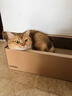 pidan貓抓板 紙盒款 瓦楞紙貓窩耐磨貓玩具 曬單實(shí)拍圖