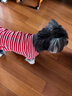 MOEPIE狗狗衣服寵物泰迪貓咪衣服金毛大中小型犬薄款四季通用&新疆棉 紅色 2XL（推薦14-20斤） 曬單實(shí)拍圖