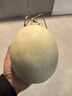 京鮮生海南玉菇甜瓜 凈重4.5-5斤2粒裝 水果源頭直發(fā)包郵 曬單實(shí)拍圖