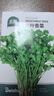 北蔬 香菜種子苗大葉芫荽耐熱四季蔬菜籽 大葉香菜籽種子20g約2000粒 曬單實(shí)拍圖