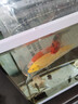 錦鯉活魚(yú)觀(guān)賞魚(yú)活體淡水冷水魚(yú)純種黃金紅白三色錦鯉魚(yú)金魚(yú)招財魚(yú) 16-20cm 三陽(yáng)開(kāi)泰(紅白+三色+黃 曬單實(shí)拍圖