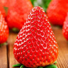 【產(chǎn)地直采】丹東紅顏草莓大果500g 單果18g+ 曬單實(shí)拍圖