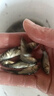 中科五號鯽魚(yú)苗淡水養殖可食用黃金鯽土鯽工程鯽高背鯽特大鯽魚(yú)苗活體批發(fā)小魚(yú)苗 中科鯽魚(yú)苗4-6cm 360條（送10%左右） 曬單實(shí)拍圖