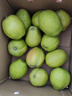 京鮮生新疆庫爾勒香梨 凈重4.5斤單果120g+ 新鮮水果 源頭直發(fā)包郵 曬單實(shí)拍圖