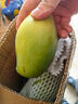 余悅海南金煌芒 【多地次日達】新鮮現摘水仙大芒果青皮甜心芒果整箱 帶箱5斤【精選好果丨單果300-350g】?jì)?.5斤 曬單實(shí)拍圖