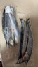 樂(lè )生海大號秋刀魚(yú)500g/袋 新鮮海捕 鮮活冷凍 生鮮燒烤食材海鮮魚(yú)類(lèi) 精選秋刀魚(yú)2斤（5-7條/斤） 曬單實(shí)拍圖