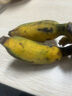 京喜加正宗廣西小米蕉蘋(píng)果蕉香蕉新鮮水果用蘋(píng)果催熟寶寶蕉水果冰浪 帶箱3斤 曬單實(shí)拍圖