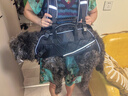 WAKYTU狗狗橫背包單雙肩可斜挎拆卸中大型犬寵物外出便捷包適用17-27斤 曬單實(shí)拍圖
