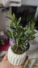 八芽小葉梔子花盆栽開(kāi)花植物室內桌面茶幾好養花卉綠植辦公室凈化空氣 小葉梔子花-陶瓷豎紋盆-密胺托 帶盆栽好 曬單實(shí)拍圖
